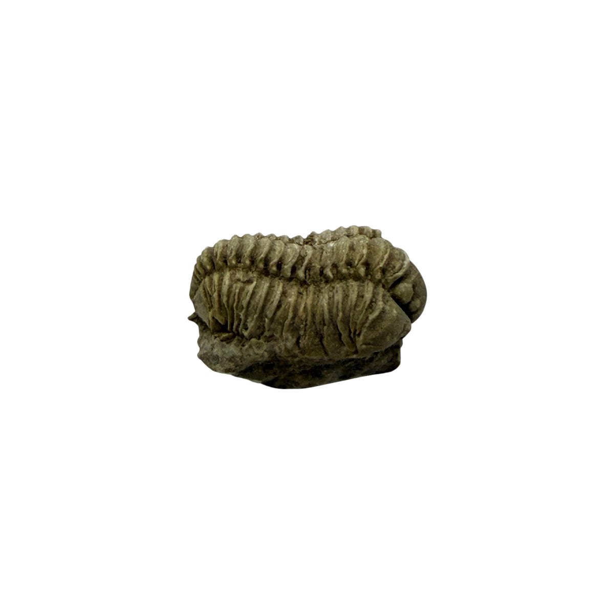 Calymene niagarensis Trilobite Fossil
