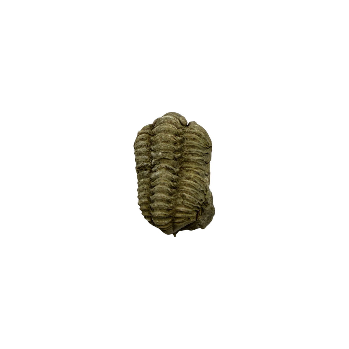Calymene niagarensis Trilobite Fossil