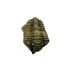 Calymene niagarensis Trilobite Fossil