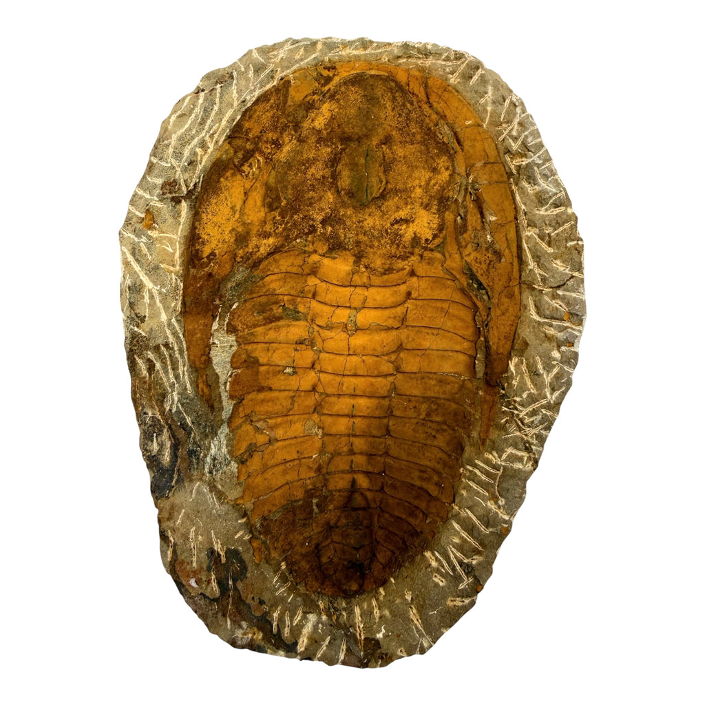 Cambropallas telesto Trilobite