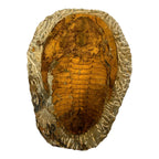 Cambropallas telesto Trilobite