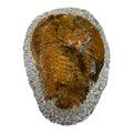Cambropallas telesto Trilobite