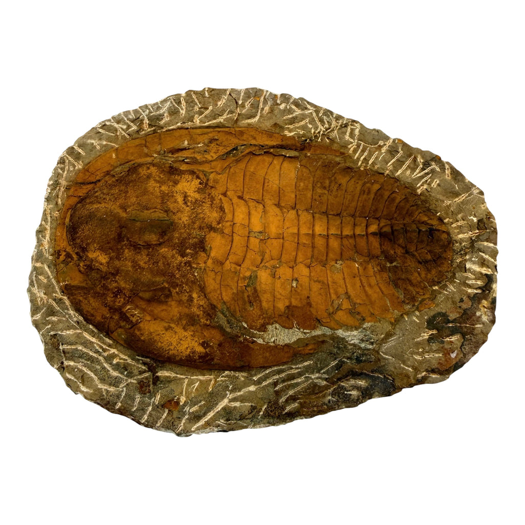 Cambropallas telesto Trilobite