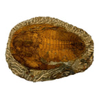 Cambropallas telesto Trilobite