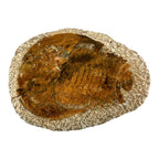 Cambropallas telesto Trilobite