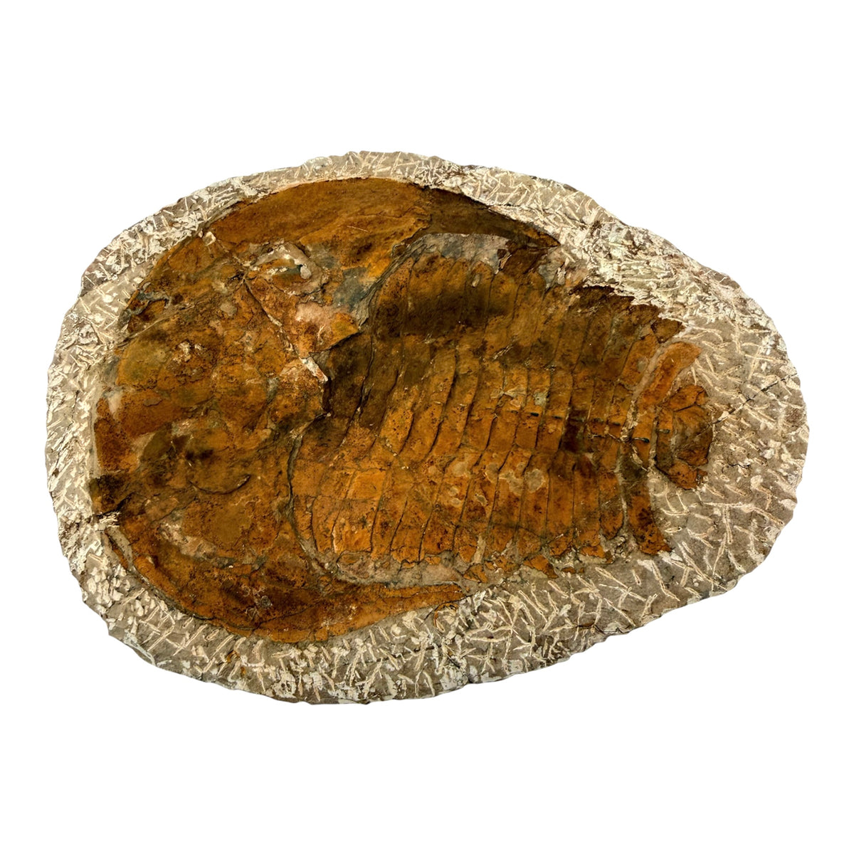 Cambropallas telesto Trilobite