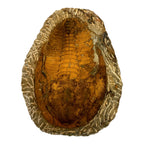 Cambropallas telesto Trilobite