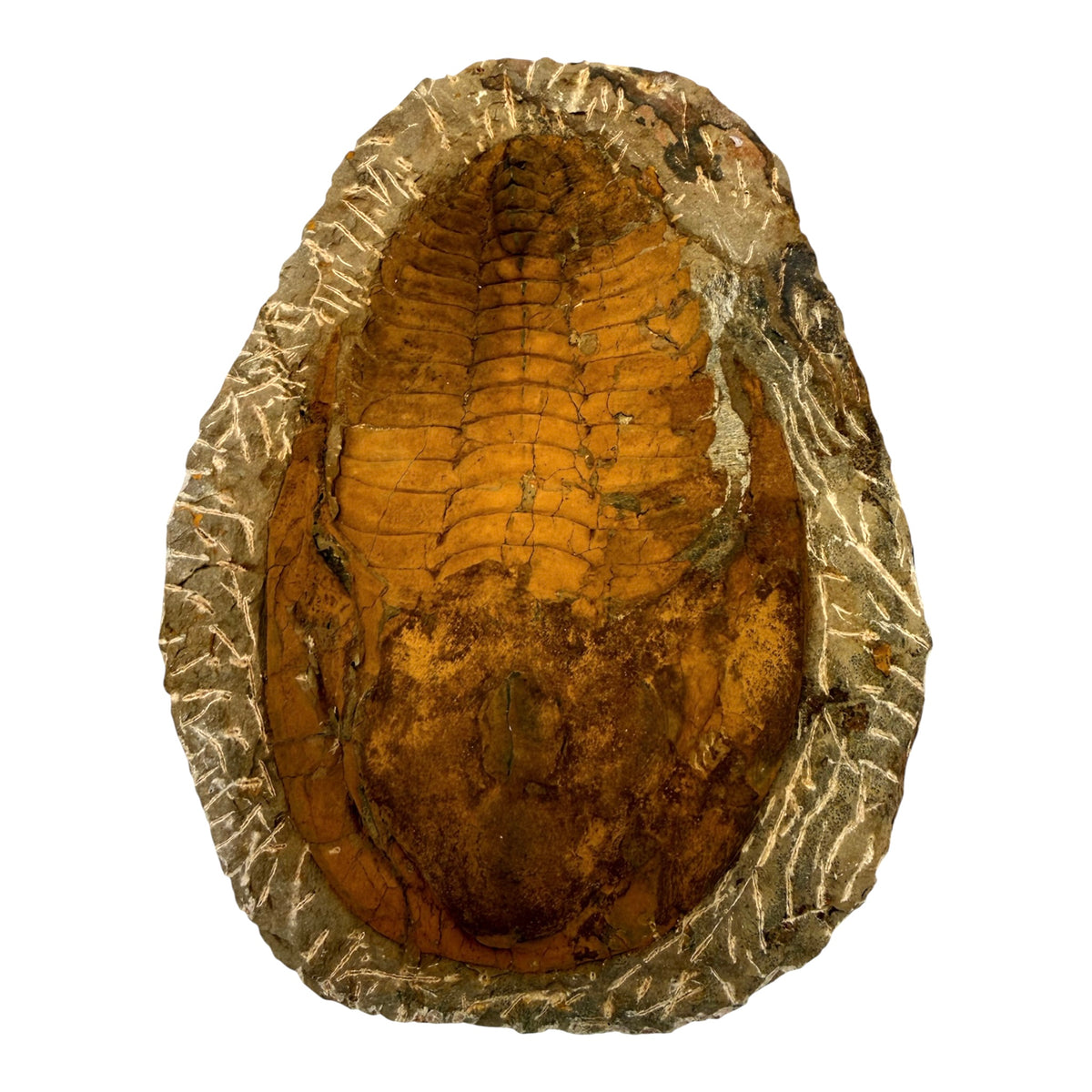 Cambropallas telesto Trilobite