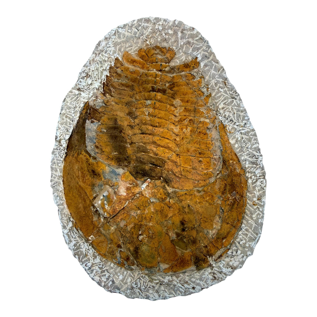 Cambropallas telesto Trilobite
