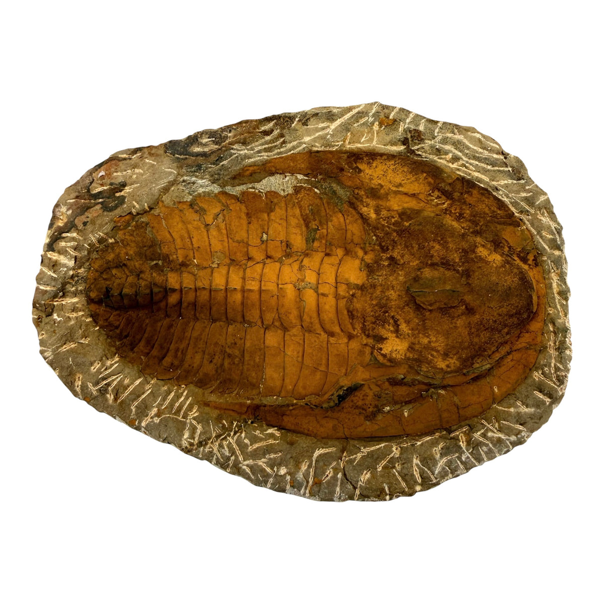 Cambropallas telesto Trilobite