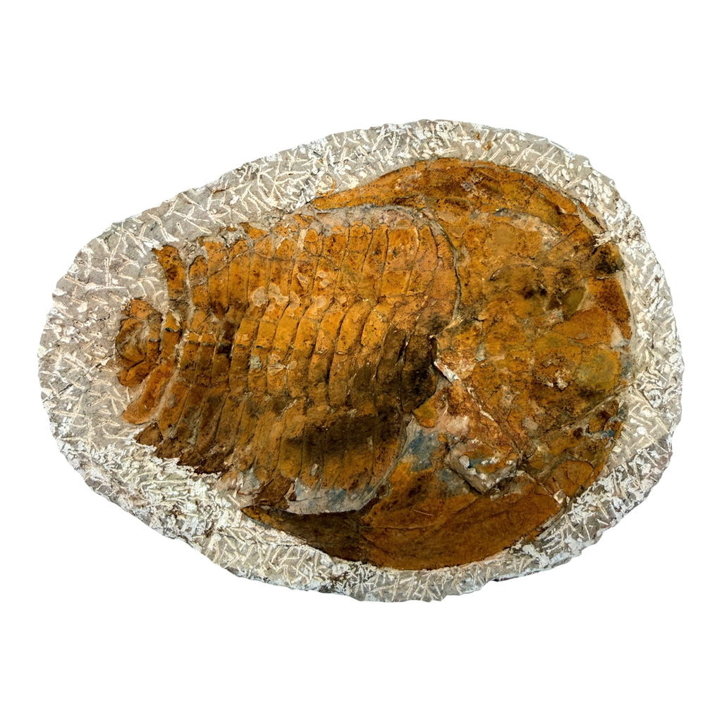 Cambropallas telesto Trilobite