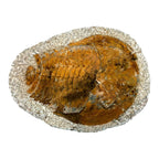 Cambropallas telesto Trilobite