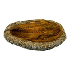 Cambropallas telesto Trilobite