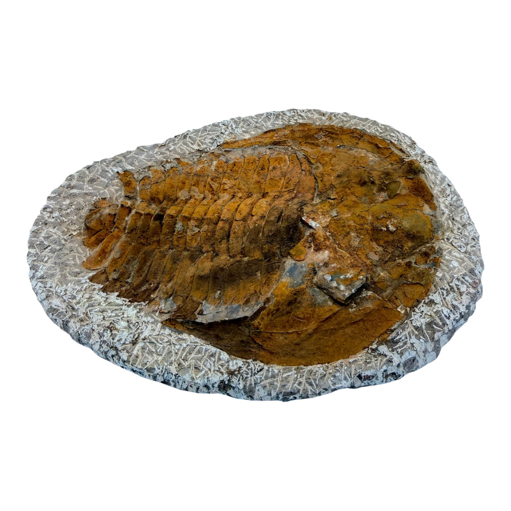 Cambropallas telesto Trilobite