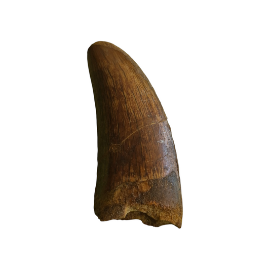 Fossilized Dinosaur Tooth (Carcharodontosaurus)
