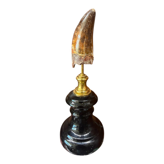 Carcharodontosaurus Tooth on Stand