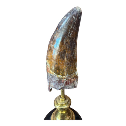 Carcharodontosaurus Tooth on Stand