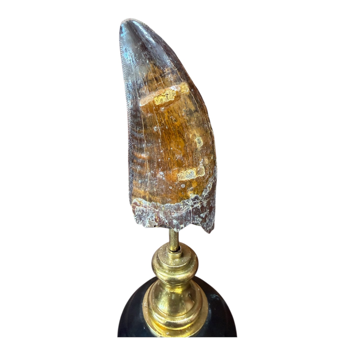 Carcharodontosaurus Tooth on Stand