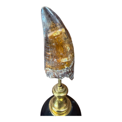Carcharodontosaurus Tooth on Stand