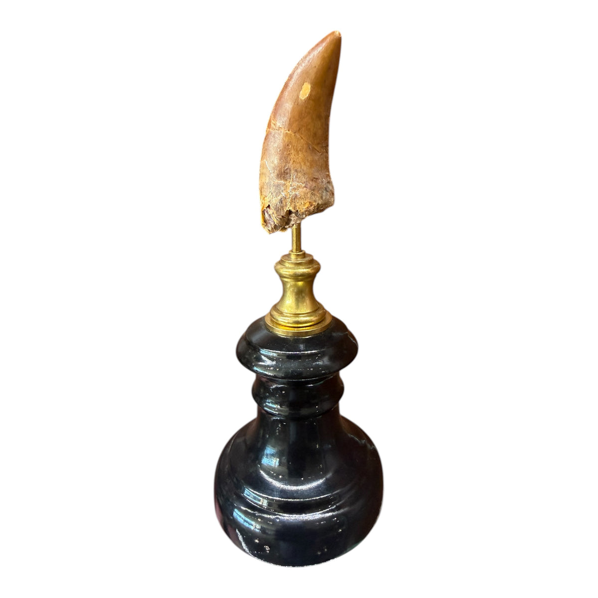 Carcharodontosaurus Tooth on Stand