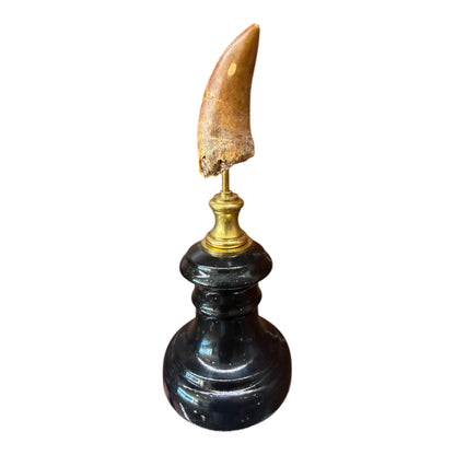 Carcharodontosaurus Tooth on Stand