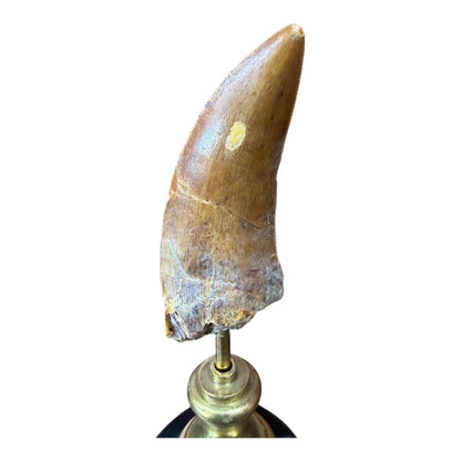 Carcharodontosaurus Tooth on Stand
