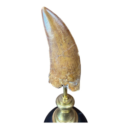Carcharodontosaurus Tooth on Stand