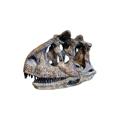 Skull Replica (Carnotaurus)