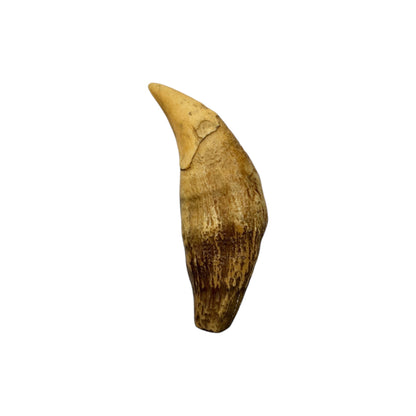 Tooth Replica (Cave Bear Canine)