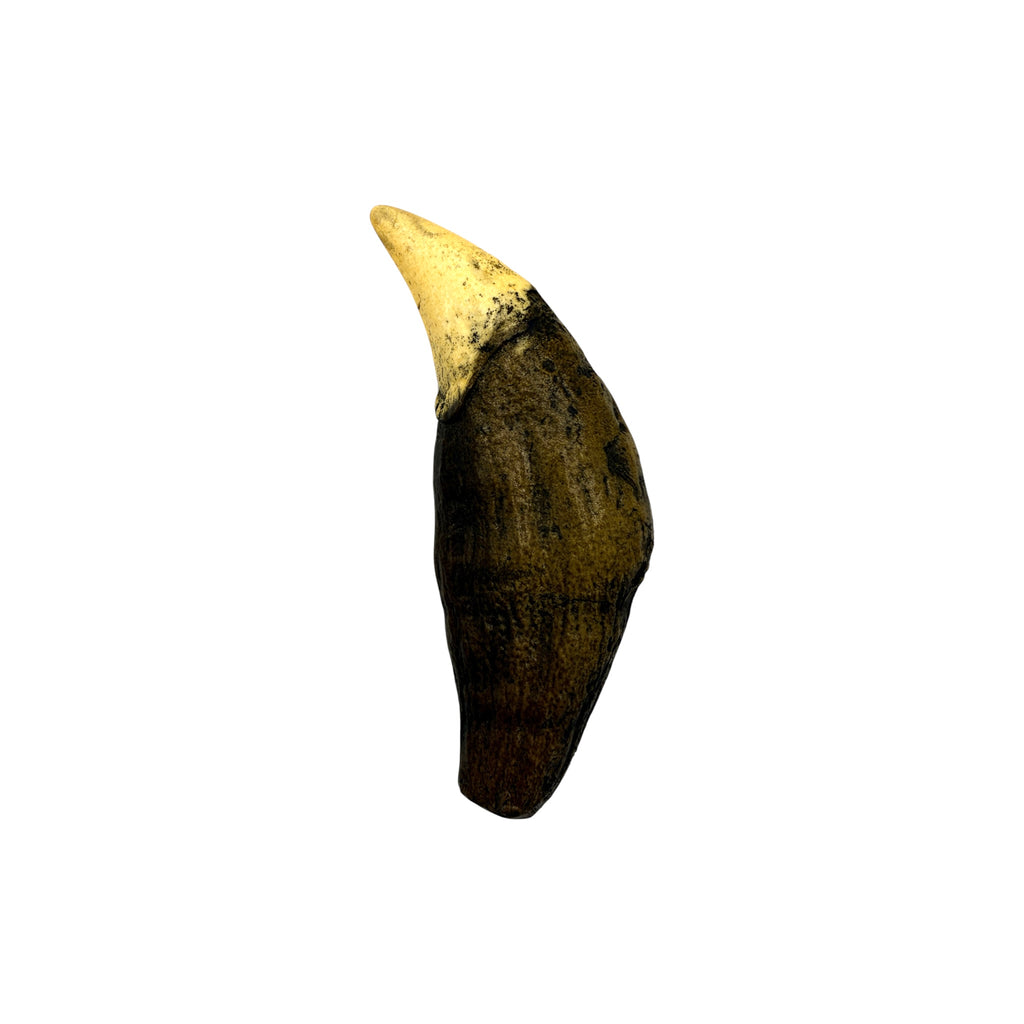 Tooth Replica (Cave Bear Canine)