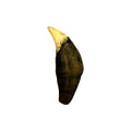 Tooth Replica (Cave Bear Canine)
