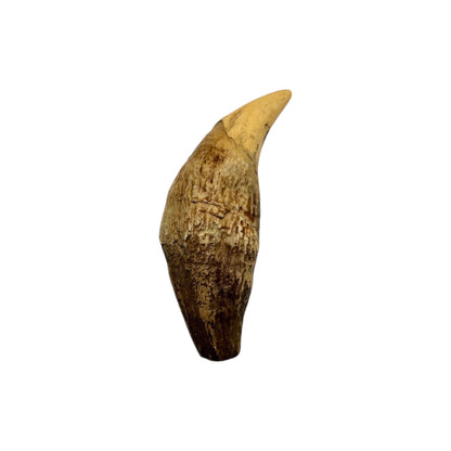 Tooth Replica (Cave Bear Canine)