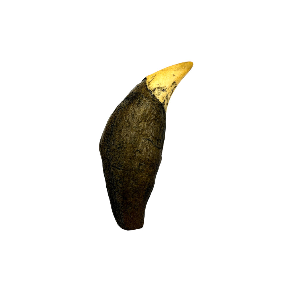 Tooth Replica (Cave Bear Canine)