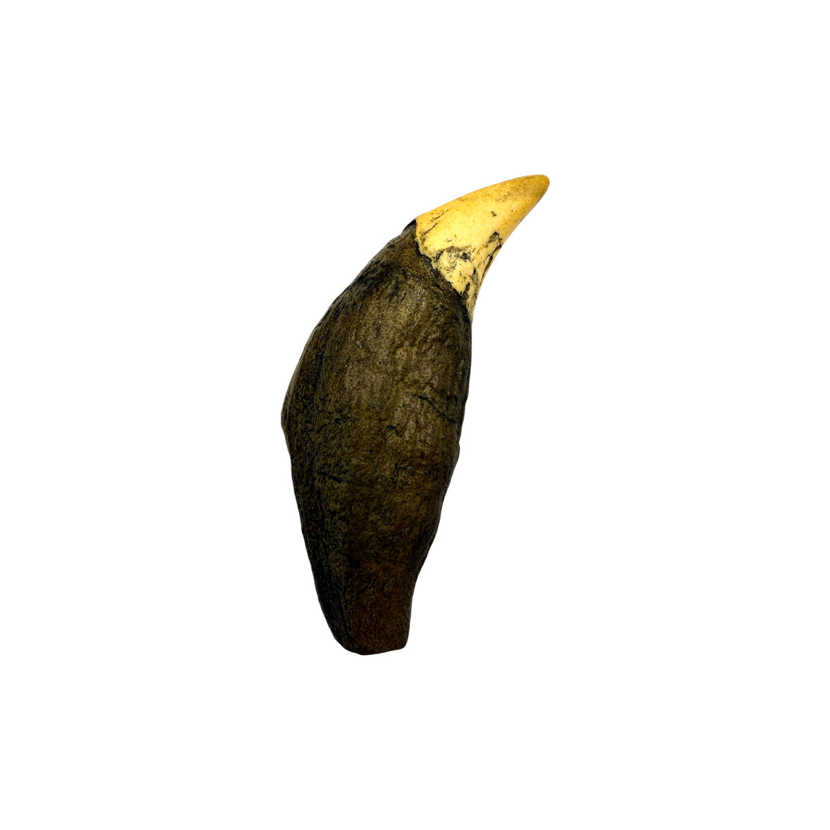 Tooth Replica (Cave Bear Canine)