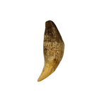 Tooth Replica (Cave Bear Canine)