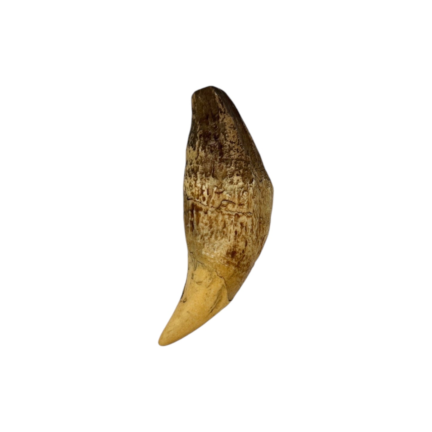 Tooth Replica (Cave Bear Canine)