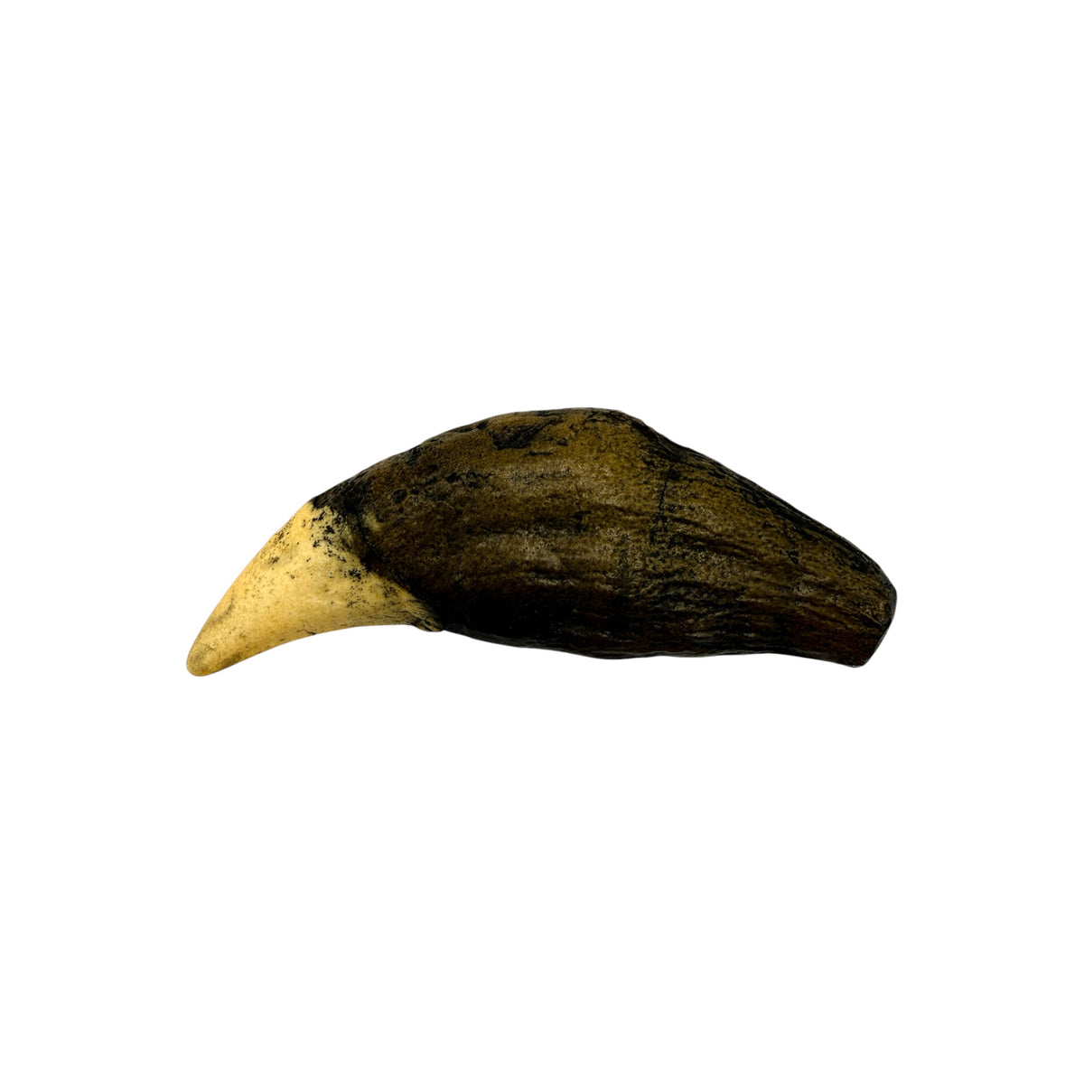 Tooth Replica (Cave Bear Canine)