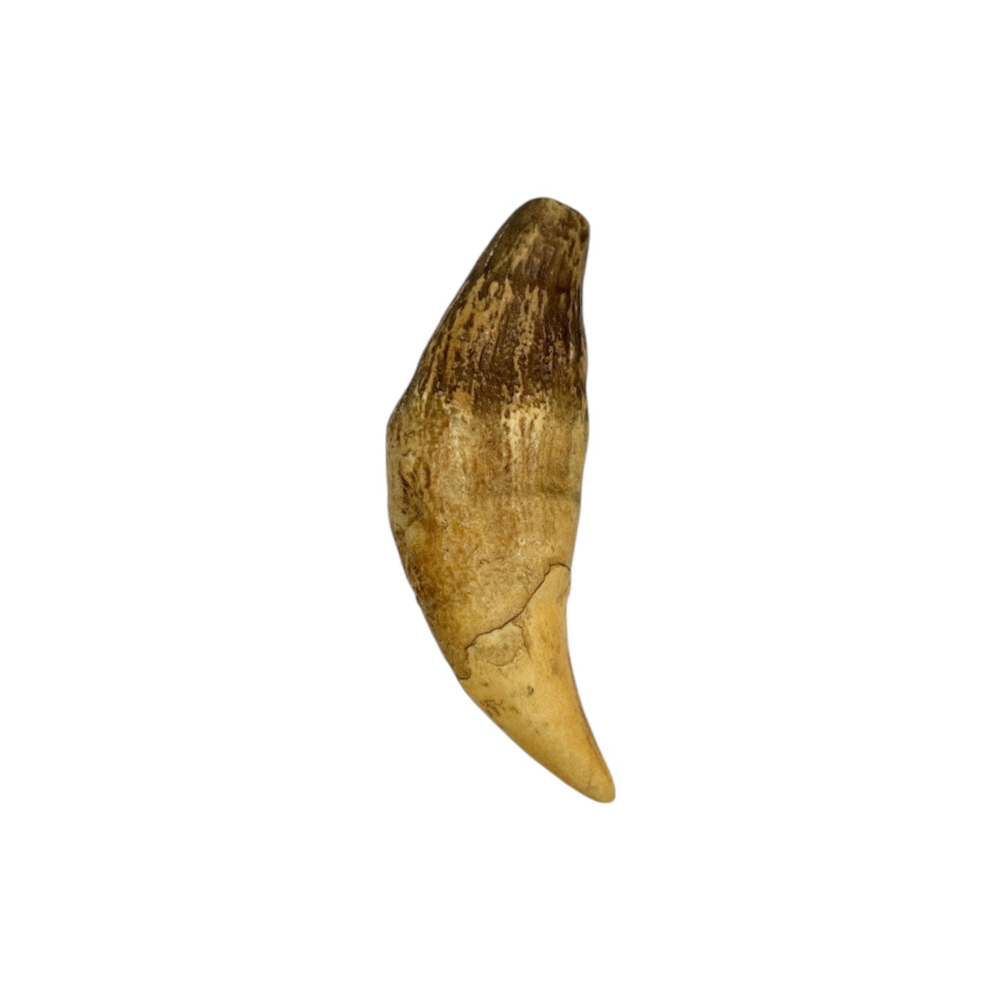 Tooth Replica (Cave Bear Canine)