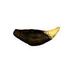 Tooth Replica (Cave Bear Canine)
