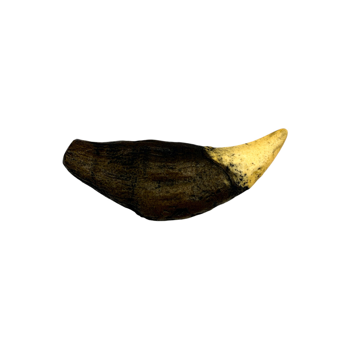 Tooth Replica (Cave Bear Canine)