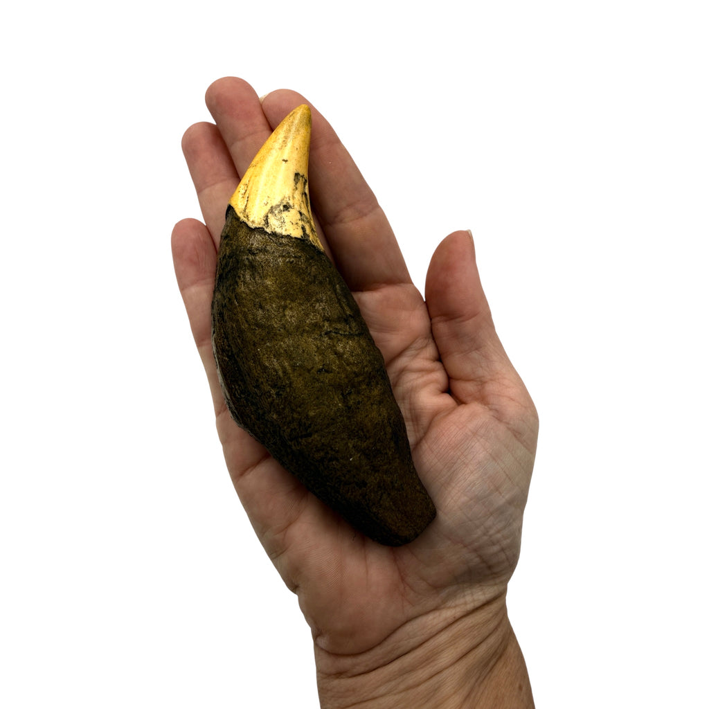 Tooth Replica (Cave Bear Canine)