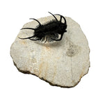 Ceratarges aries Trilobite