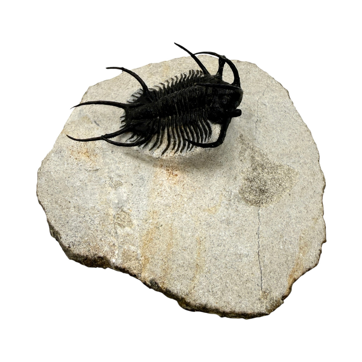 Ceratarges aries Trilobite