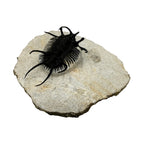 Ceratarges aries Trilobite