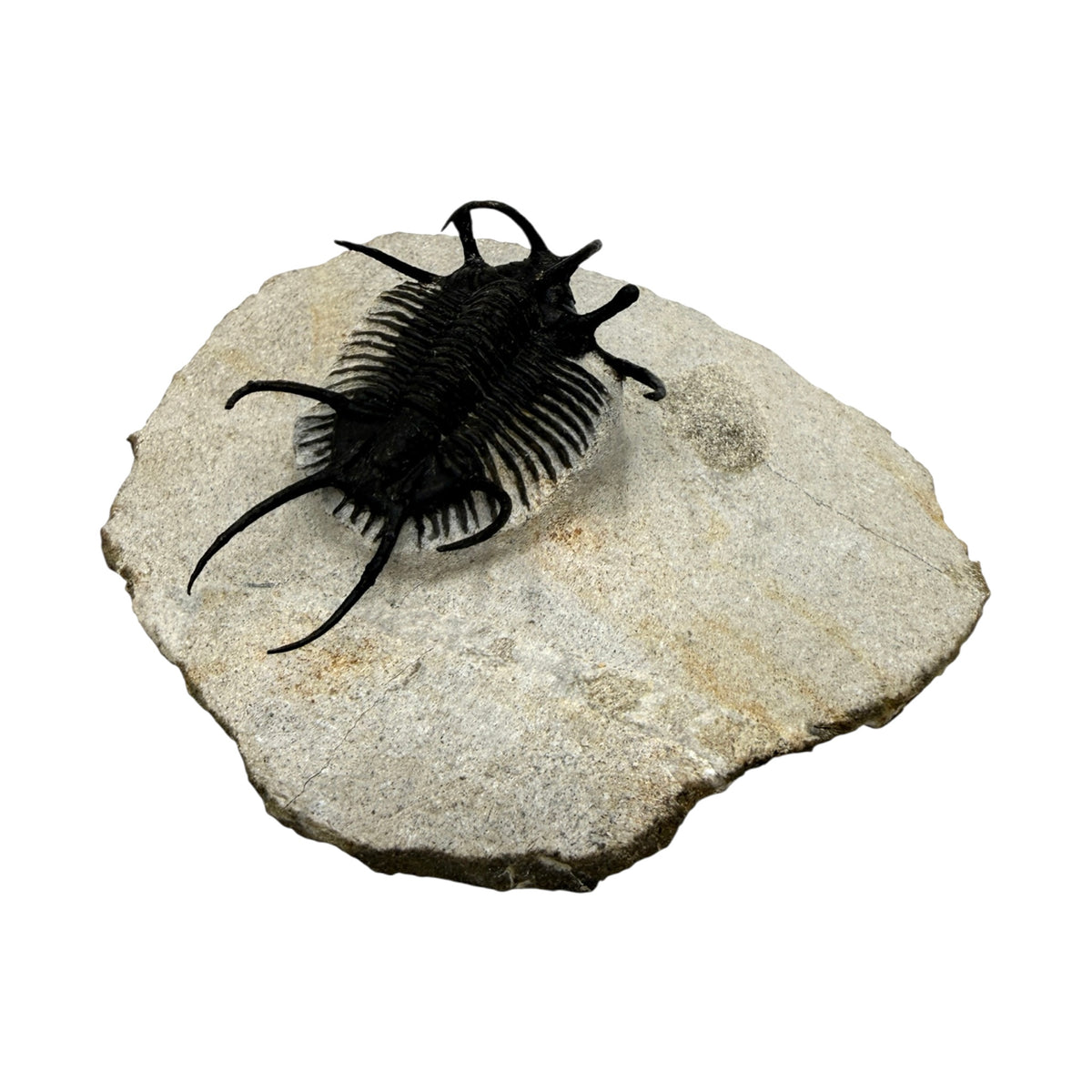 Ceratarges aries Trilobite