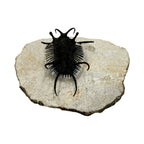 Ceratarges aries Trilobite