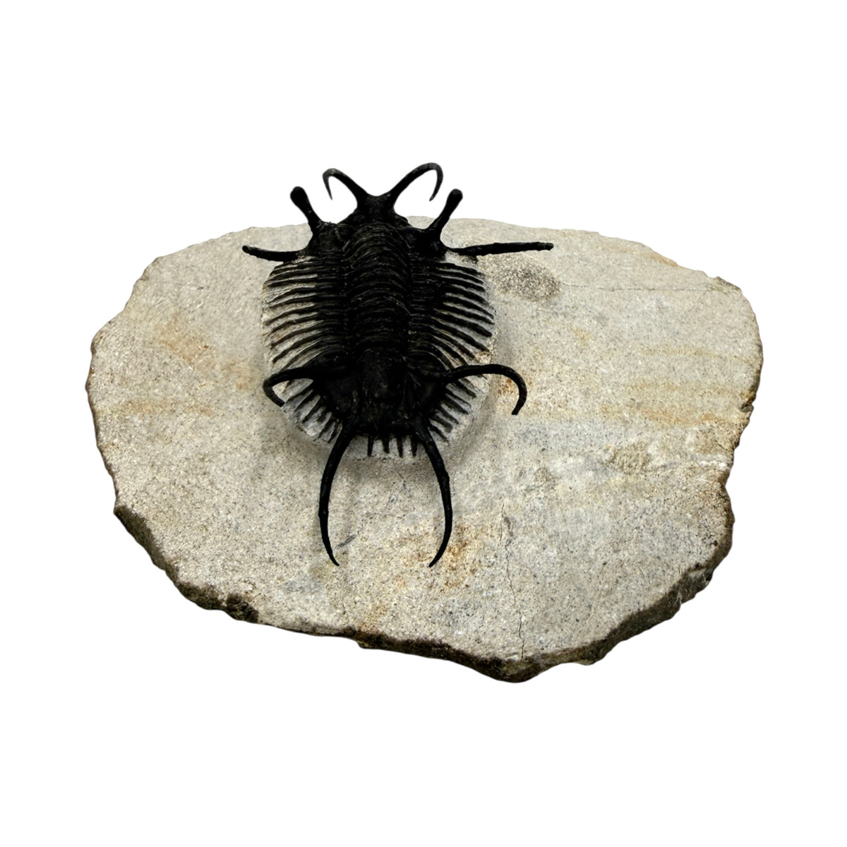 Ceratarges aries Trilobite
