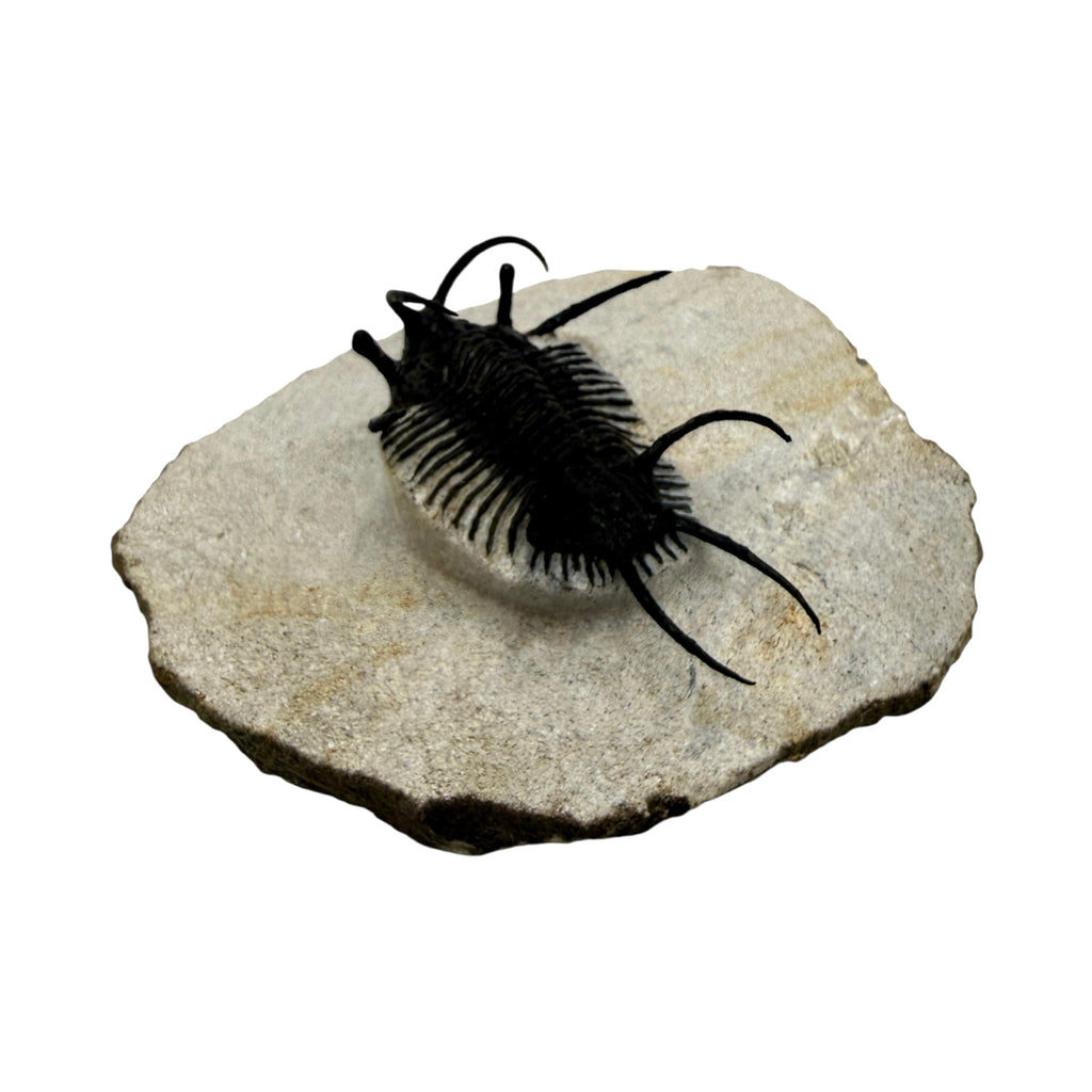 Ceratarges aries Trilobite