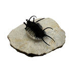 Ceratarges aries Trilobite