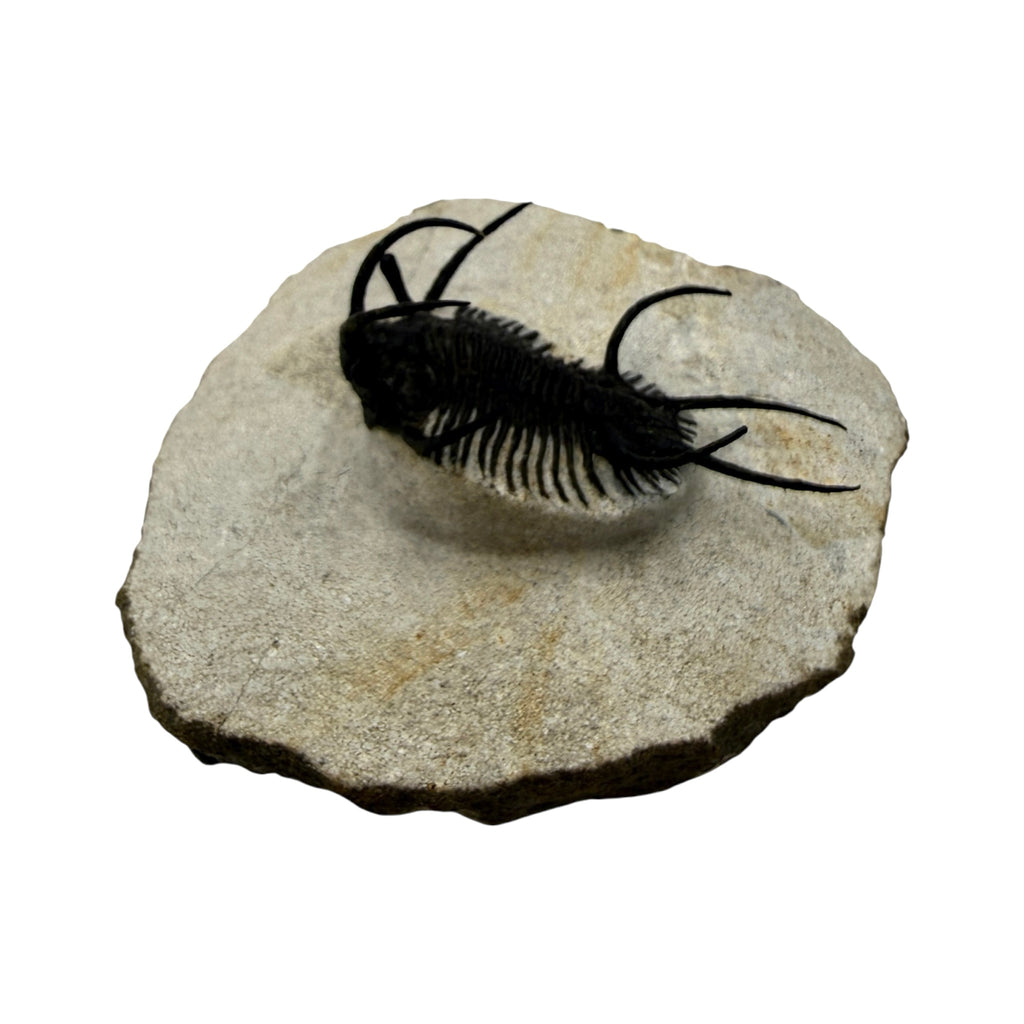 Ceratarges aries Trilobite